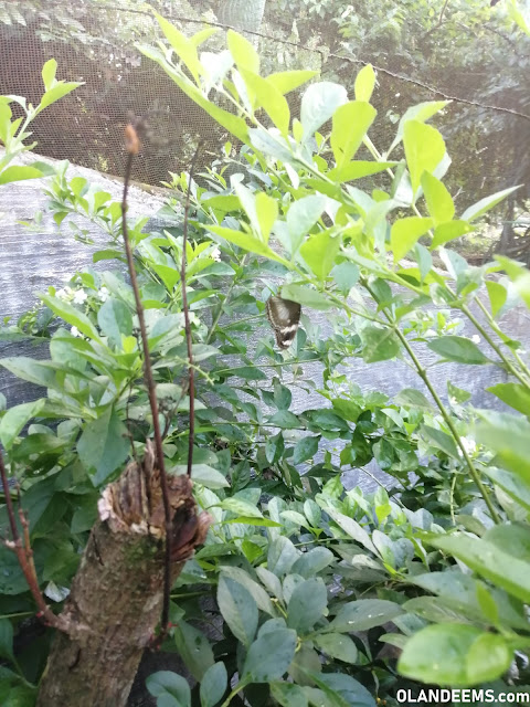 Butterfly Eco-Garden