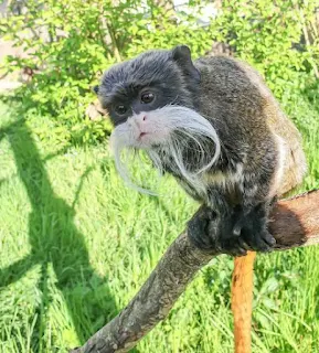 Emperor Tamarin (Saguinus Imperator)