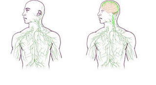 missing link mellom hjerne og immun system