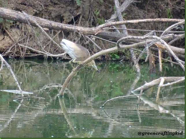 Indian Pond Heron