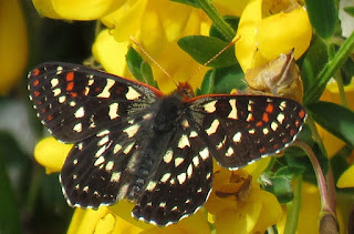 Snowberry Checkerspot, Euphydryas colon