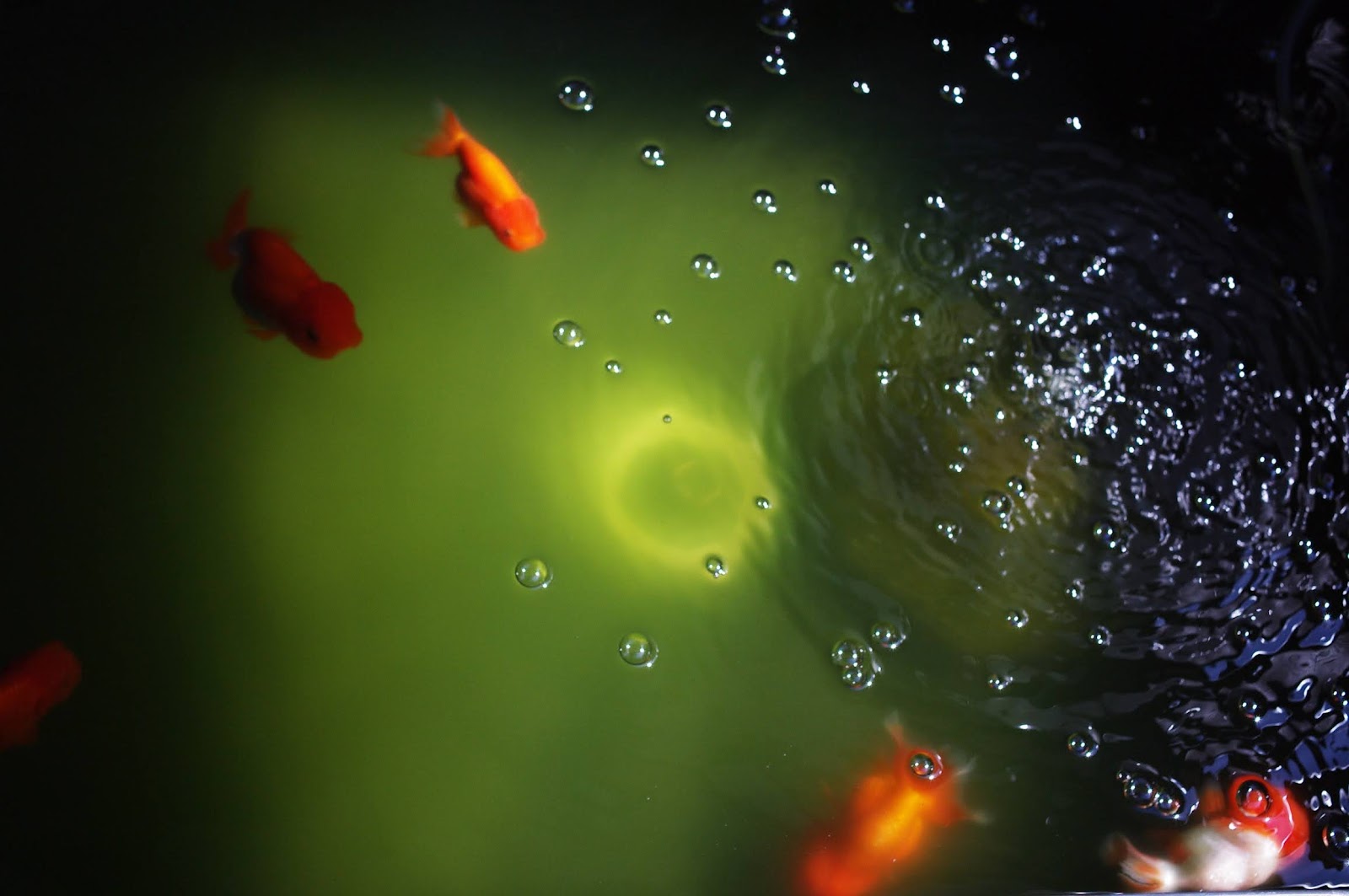 ベランダらんちゅう 青水のある風景