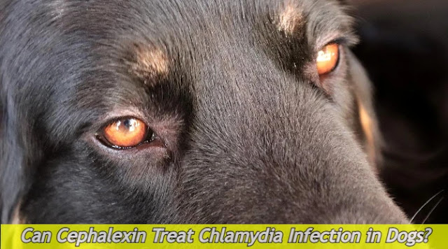 can-cephalexin-treat-chlamydia-infection-in-dogs-image