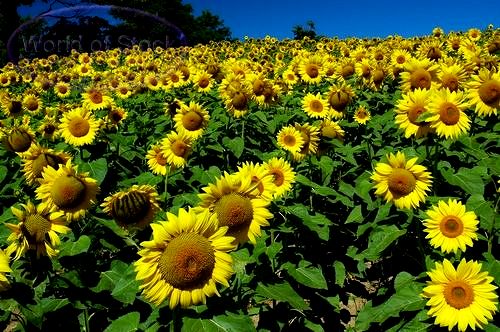 what is a sunflower