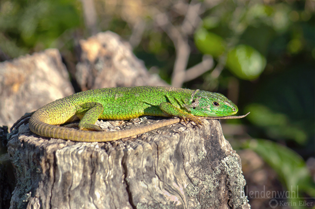 Balkan Green Lizard - Lacerta trilineata