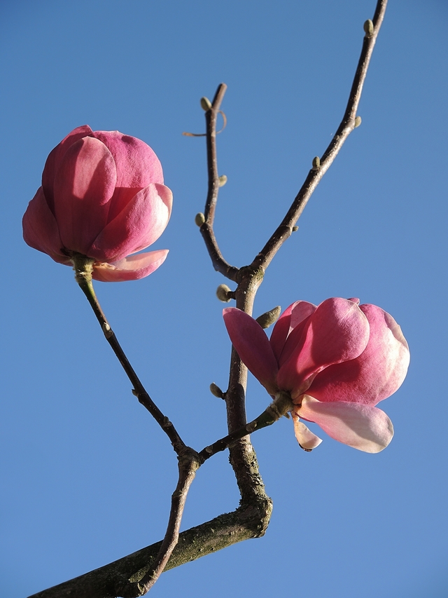 Antwerpen: de Magnoliaroute in het Rivierenhof
