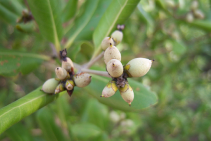  Api-Api Putih (Avicennia alba Blume) ditinjau dari Morfologi, Taksonomi dan Khasiat