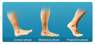 Gait Phases Explained