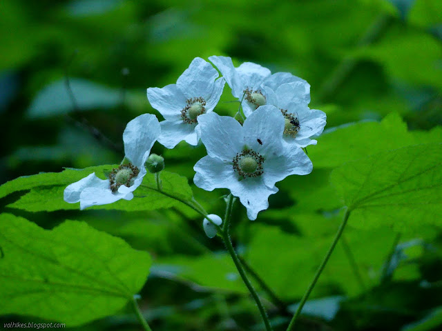 larger white flowers