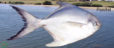 pomfret fish, pomfret