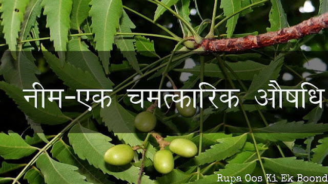 नीम (Neem)