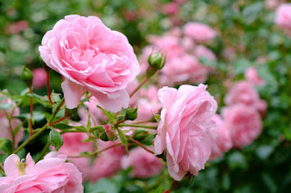 Types of Roses
