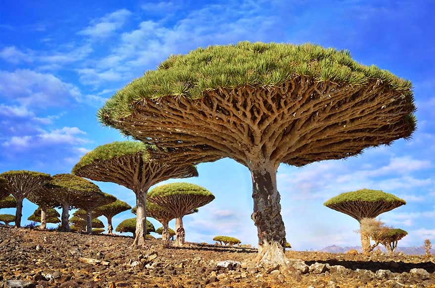 #9. The Dragon Blood tree in Yemen - 16 Of The Most Magnificent Trees In The World.