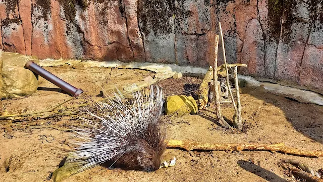 Porcupine at GaiaZoo
