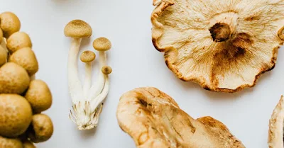 Mushroom Supplier Company in Saharanpur