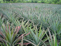 Cultivate and Grow Pineapple Plant