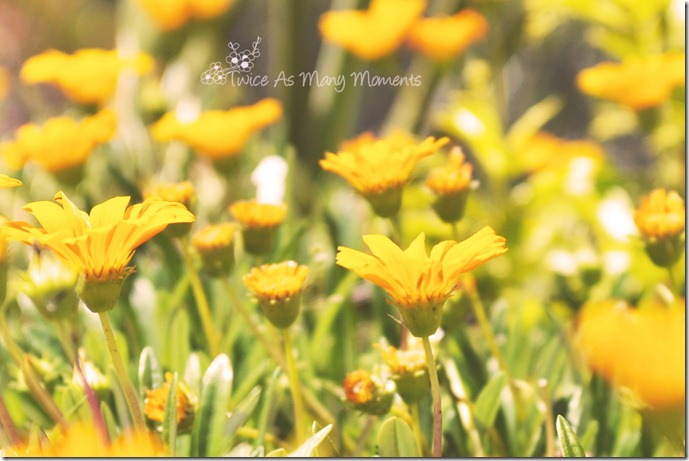 DSC_5664_edit_wm