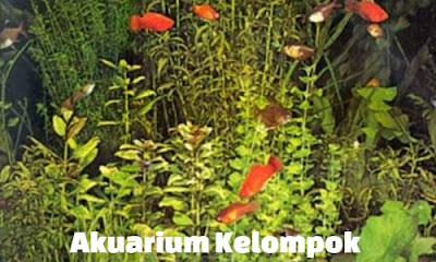 akuarium kelompok wadah budidaya ikan