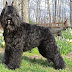 Bouvier des Flandres