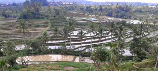 Methode of water irrigation system in Bali -  Bali, Attractions, Holiday, Tourist Object, Bali Interesting Places