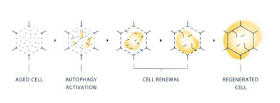 Autophagy membantu pembaharuan sel
