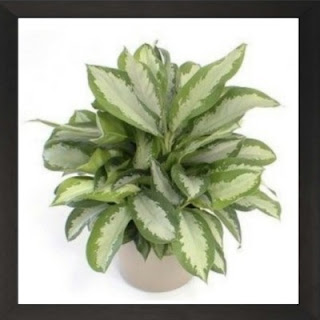 Chinese Evergreen