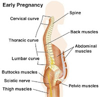 Early Pregnancy Back Pain