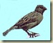 pardal