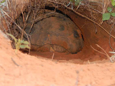 gopher tortoise in burrow