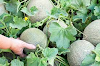 How to grow Sweet melon