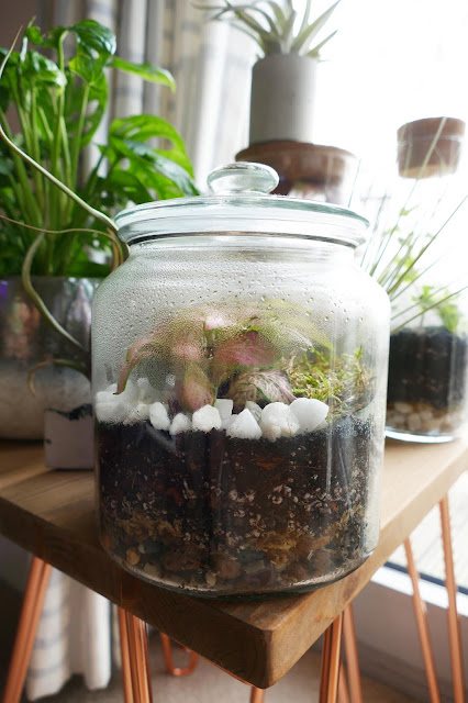 How To Build Your Own Terrarium At Home, DIY Terrariums Shop Review, DIY Terrariums Shop etsy, terrarium kits cheap uk, terrarium kit uk, closed terrarium kit, etsy terrarium kit