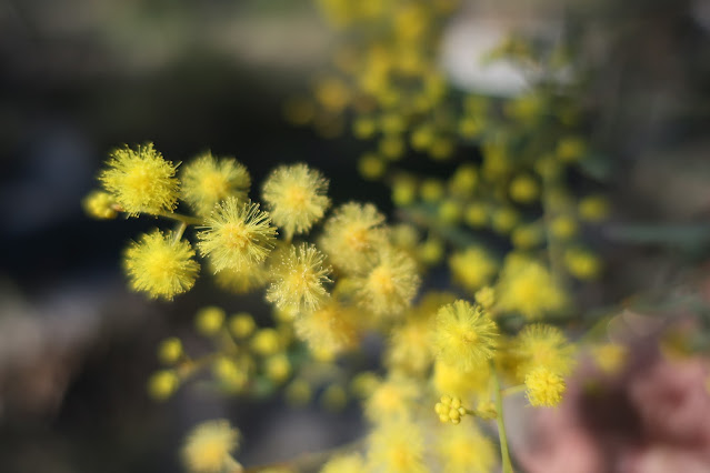 ROund yellow wattle flowers