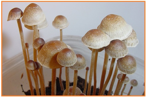 BIOLOGI GONZAGA: FUNGI - ESSAY