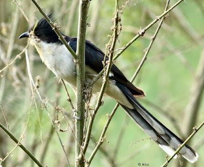 Pied Cuckoo