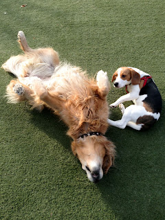 Image of Bailey rolling on the turf with puppy beagle watching.