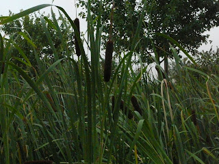 cattails