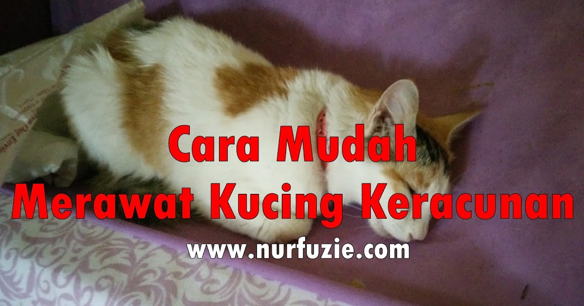 Cara Mudah Merawat Kucing Keracunan  Eintan Nurfuzie  Lifestyle 