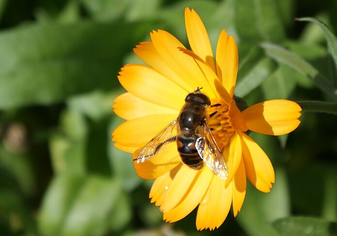 A bee collecting pollen from a pot marigold in October - foto: casa rural El Paraje