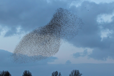 Spreeuw - Protter - Sturnus vulgaris