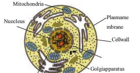 CBSE Papers, Questions, Answers, MCQ ...: CBSE CLASS 9 - BIOLOGY - CELL: FUNDAMENTAL UNIT OF ...