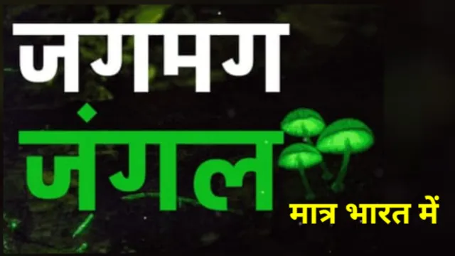 भीमाशंकर वाइल्डलाइफ जंगल, Not Only The Firefly In The Night, The Whole Forest Glows, Interesting Sight Is Seen Only Here In India, रात में पूरा जंगल चमकता है; भारत में सिर्फ यहां दिखता है यह नजारा,रात में पूरा जंगल चमकता है, इस जंगल में दिखता है यह नजारा, अभय कुमार जैन, Abhay kumar jain
