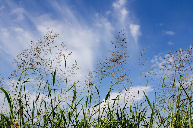 Tall Grass-Blue Sky-Wispy Clouds 