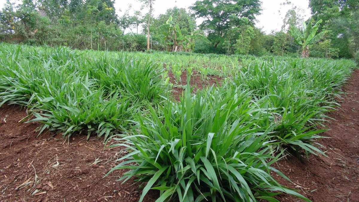 Napier grass farming