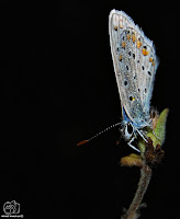 Mariposa ícaro (Polyommatus icarus).