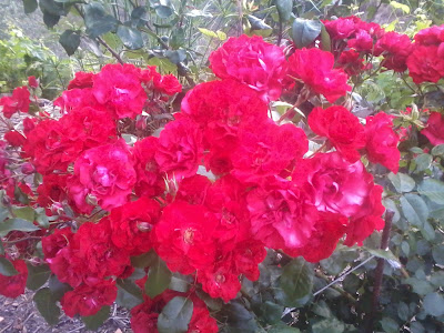 rosas