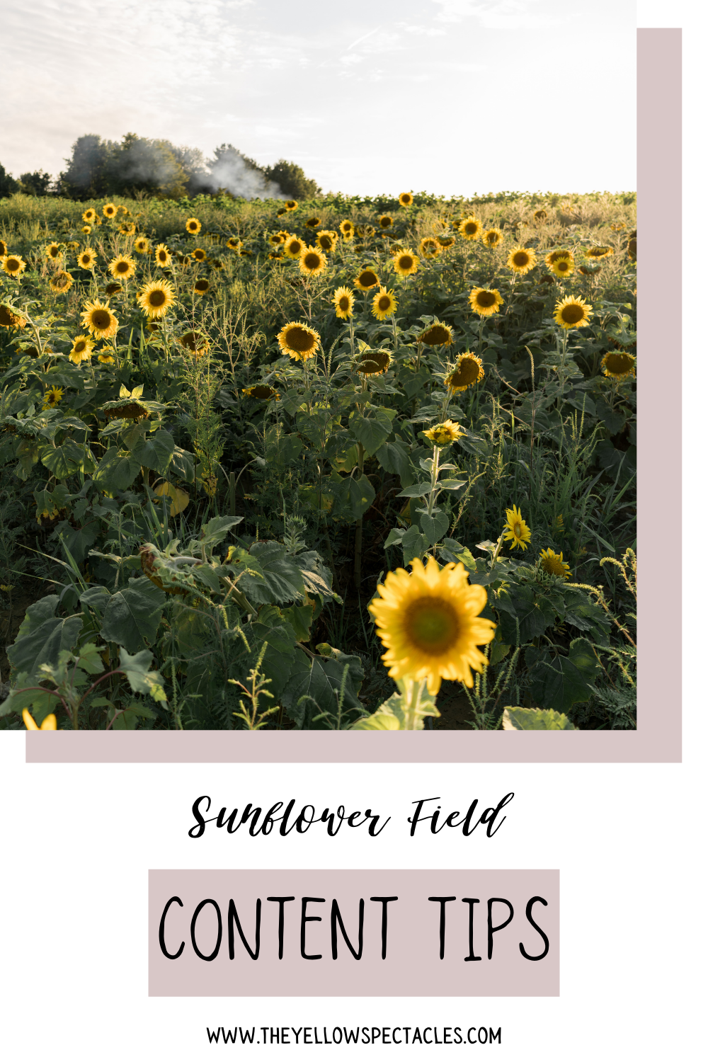 Ohio Sunflowers