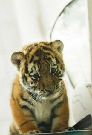 anak harimau