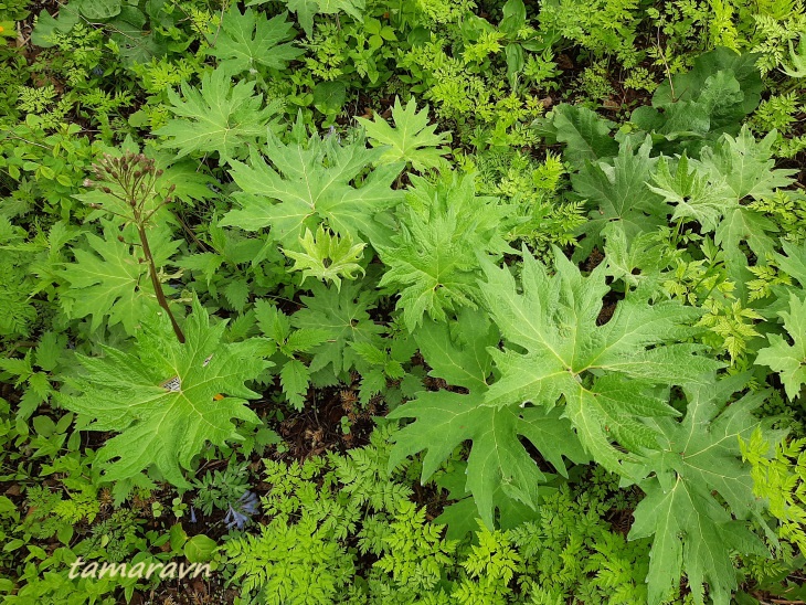 Белокопытник Татеваки (Petasites tatewakianus)