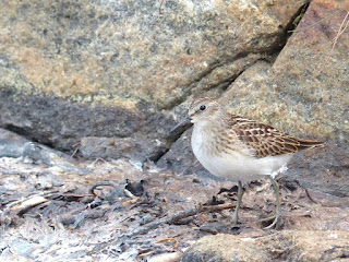 Bécasseau minuscule - Calidris minutilla