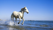 White Horse Running on the Beach. White Horse Running on the Beach (white horse running on the beach)